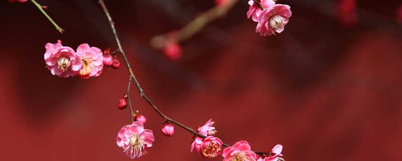 2月开什么花 2月开的花有哪些