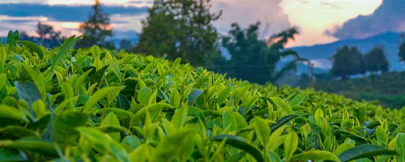 普洱茶属于什么茶 普洱是什么茶