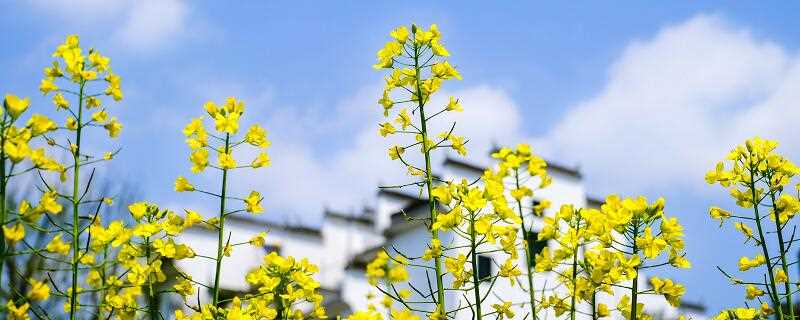 大同市春季赏花去哪里大同市春季赏花圣地