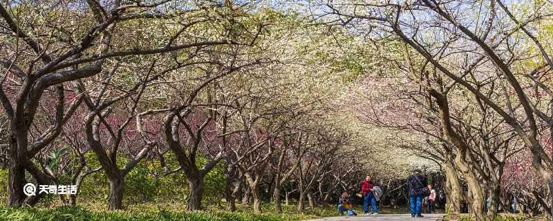 四平市春季赏花去哪里 推荐四平市春季赏花好去处