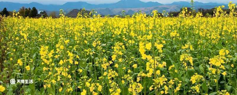 芜湖市春季赏花去哪里芜湖市春季赏花地推荐