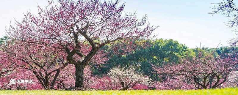 青铜峡市春季赏花去哪里 推荐青铜峡市春季赏花好去处