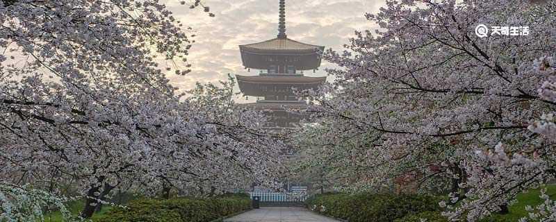 大理市春季赏花去哪里 推荐大理市春季赏花景点