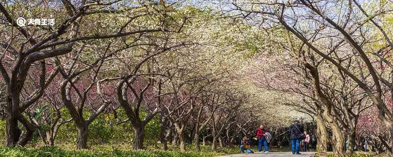 咸宁市春季赏花去哪里 推荐咸宁赏花好景点