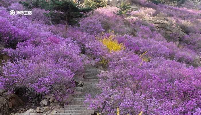 咸宁市春季赏花去哪里