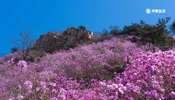 三亚市春季赏花去哪里