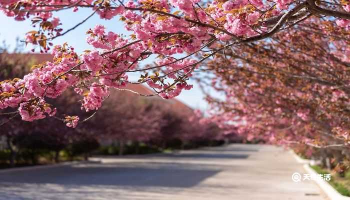 玉溪市春季赏花去哪里