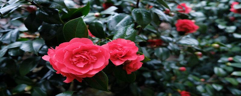 花芯和花蕊的区别 花芯和花蕊的意思是什么