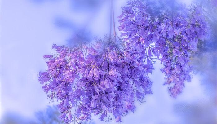 花芽分化是什么意思 花芽分化是啥意思