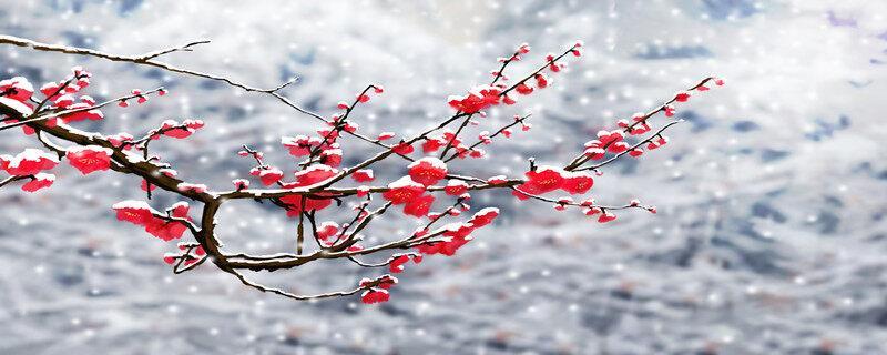 梅花的气节和品格是什么 梅花的品格象征着哪些精神