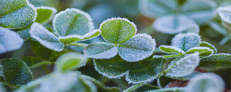 植物细胞特有的结构是 植物细胞特有的结构是什么