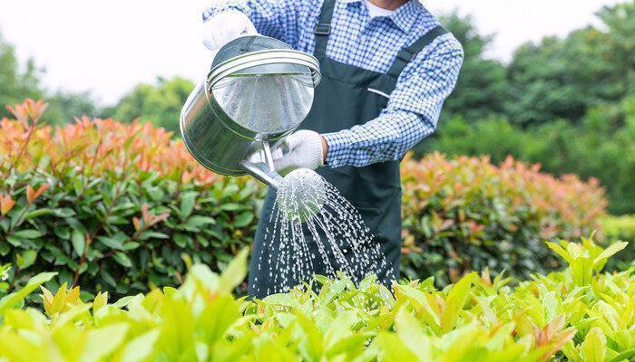 复合肥是撒表面还是埋土里 复合肥应该撒表面还是埋土里