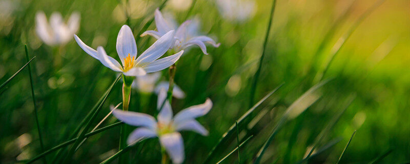 像韭菜一样开白花是什么花 像韭菜一样开白花是啥花