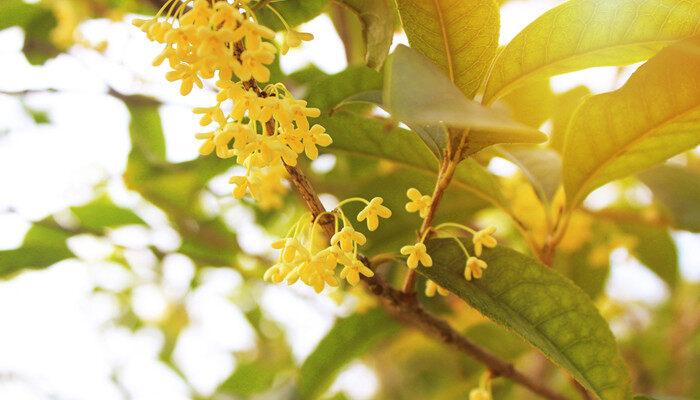 桂花的颜色和形状 桂花的颜色和形状是什么