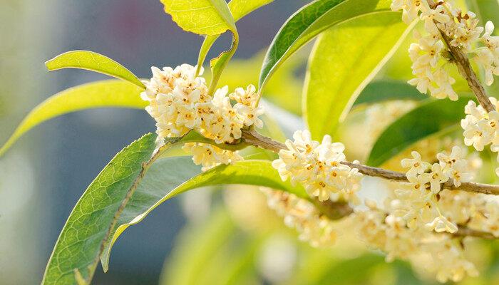 家里能种桂花树吗 家里能不能养殖桂花树