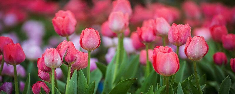 水培郁金香开花后还能再开吗 郁金香花后怎么养护来年还会开花吗