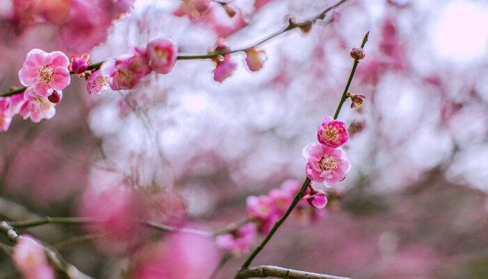 梅花几瓣 梅花有几瓣