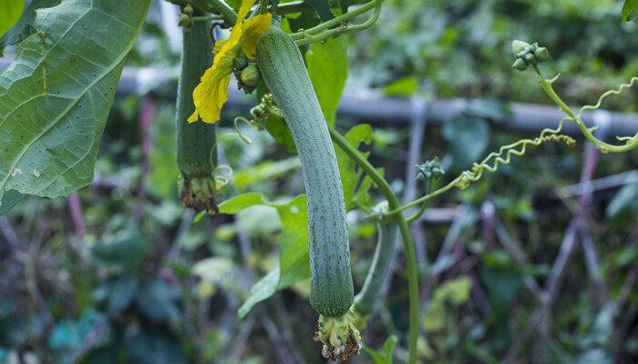 丝瓜种植时间及技术要点 丝瓜种植时间和技术要点