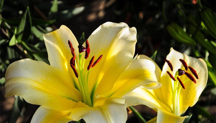 香水百合开花后怎么处理还能再开花 香水百合开花后怎么处理能再开花