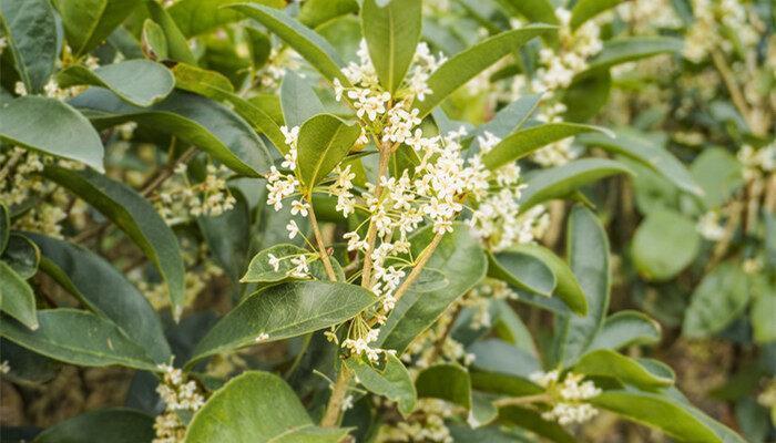 桂花为什么一年开两次 桂花一年开两次是为什么