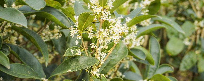 八月桂花一年开几次花 八月桂花一年开几次