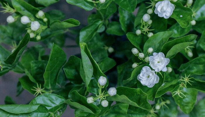 茉莉花怕冷吗?能越冬吗? 茉莉花怕冷吗能不能越冬