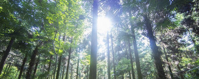 油桐树种植的经济价值 油桐树有什么经济价值