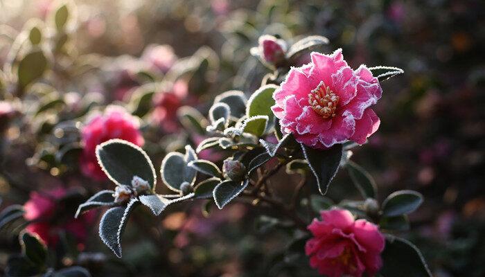 四季茶花耐寒多少度 四季茶花耐寒多少摄氏度