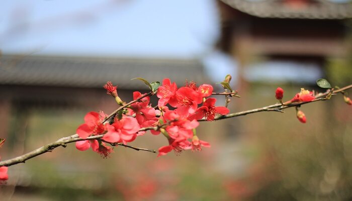 网购梅花老桩带土球怎么上盆 网购梅花老桩带土球如何上盆