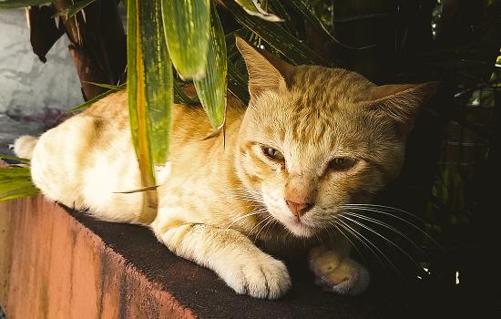 猫吃化毛膏后呕吐正常吗 猫咪吃化毛膏后呕吐的症状