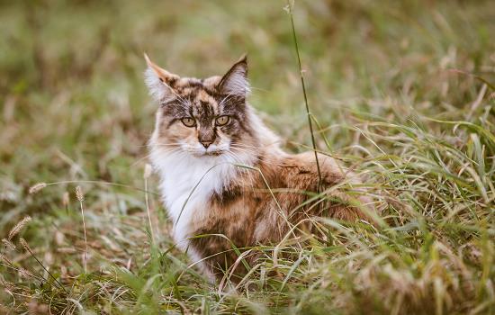 猫吃乳果糖的正确服用方法 猫咪吃乳果糖