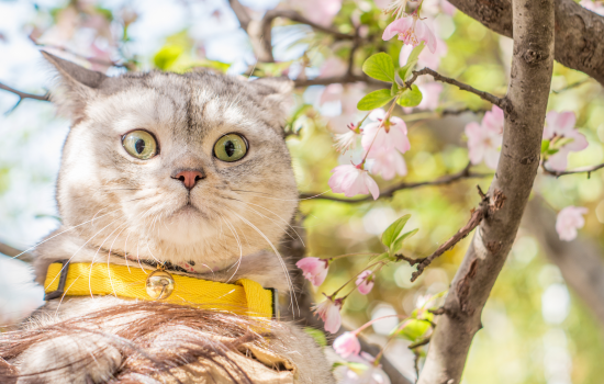 猫哭了代表什么预兆 猫哭了代表什么 听到猫哭什么意思,猫哭了代表什么预兆