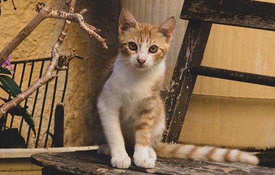 猫吃完东西多久拉屎 猫吃完东西多久会排泄 猫咪吃完饭多久会拉屎