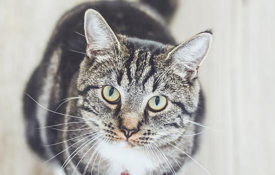 猫吞食异物有啥症状 猫吞食异物症状