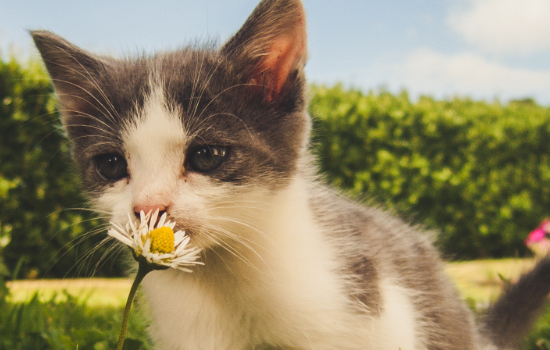 小猫一个月可以送人吗 小猫几个月可以送人