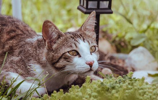 如何把猫喂胖 怎么喂胖猫