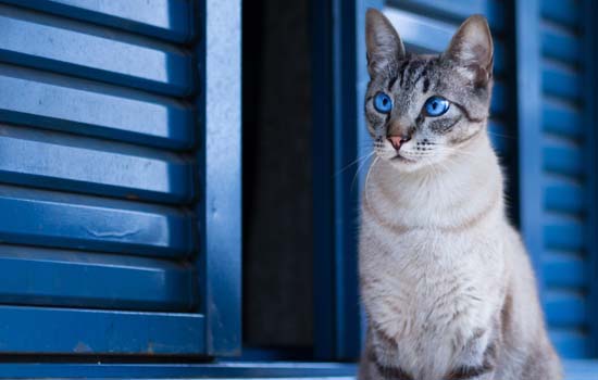 猫可不可以坐飞机或者火车 猫能不能上火车